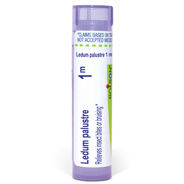 Ledum palustre (1m)